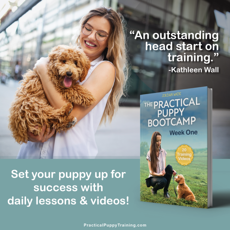 The Practical Puppy Bootcamp: Week One Ad